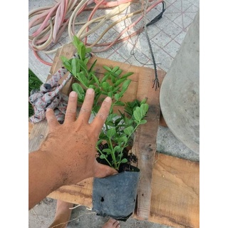 cây giống   sirô