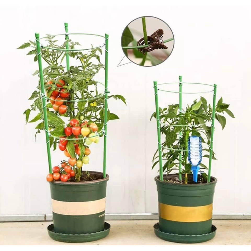 Giá Đỡ Hoa Hồng, Giàn Leo Cà Chua, Dưa Leo, Khung Giàn Leo Kích Thước 60cm-150cm