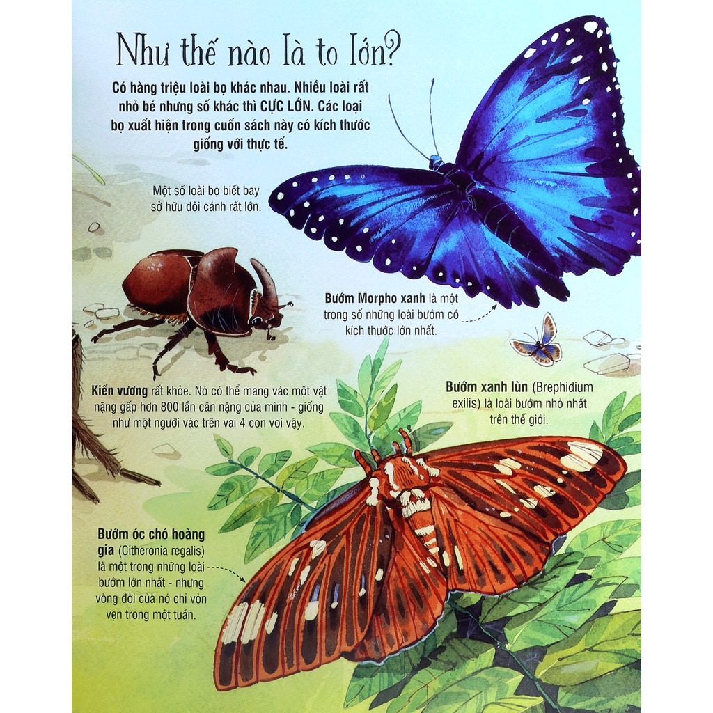 Sách - Cuốn Sách Khổng Lồ Về Những Con Bọ - (Big Book Of Big Bugs) | BigBuy360 - bigbuy360.vn