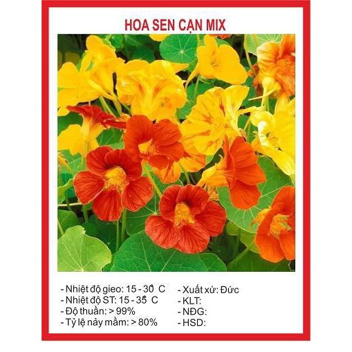 Hạt giống hoa sen cạn mix nhiều màu 30 hạt