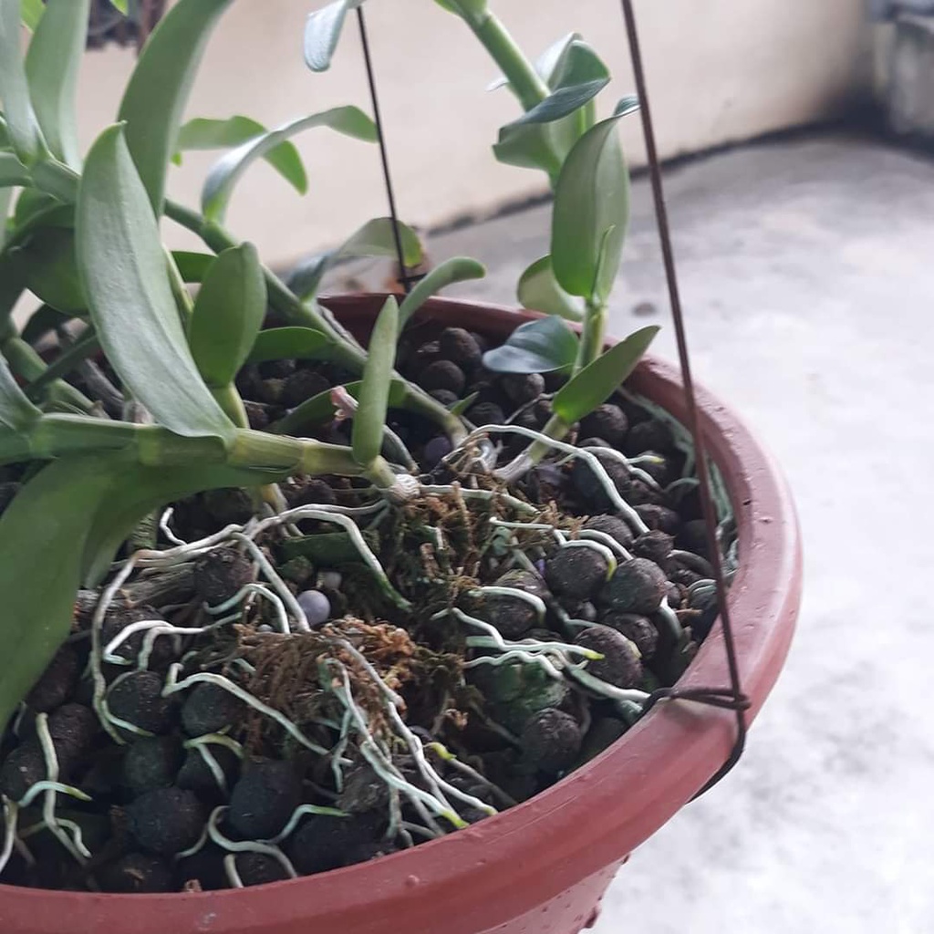 (GÓI 3KG) PHÂN HỮU CƠ TAN CHẬM ĐẶNG THẮNG