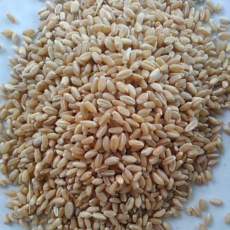 Lúa mì, Hạt lúa mì thức ăn cho hamster, chim, gà 1kg