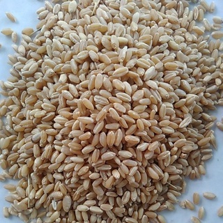 Lúa mì, Hạt lúa mì thức ăn cho hamster, chim, gà 1kg