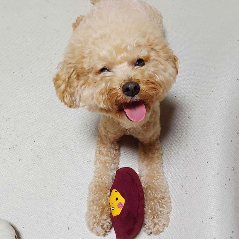 Đồ Chơi Nhồi Bông Hình Chú Chó Đáng Yêu Cho Cún Cưng