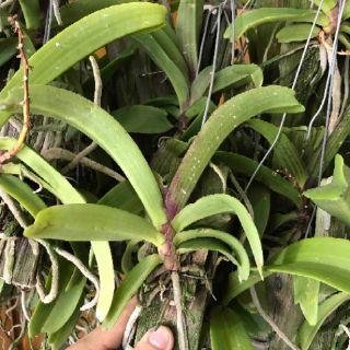 Phong lan ngọc điểm Giò ghép gỗ