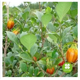 Hạt dành dành (gói 1kg) - VTT132