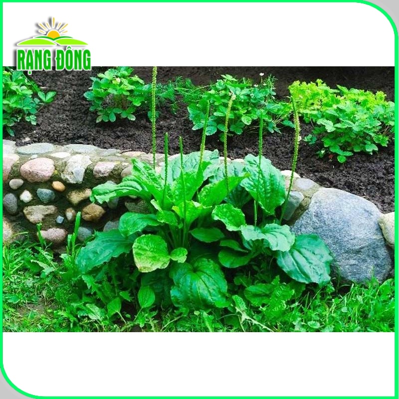 Hạt giống Mã Đề dễ trồng, sinh trưởng khỏe, giàu dinh dưỡng, trồng quanh năm (gói 1 gr) - Hạt giống Rạng Đông