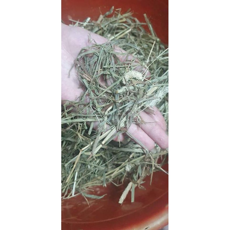 Cỏ Timothy Thái cắt sẵn