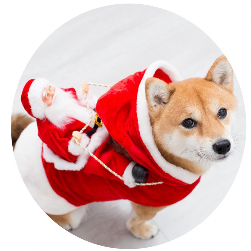 Thú cưng Quần áo Giáng sinh cho Chó lớn Nhỏ Trang phục Ông già Noel Cưỡi Quần áo Mèo Giáng sinh