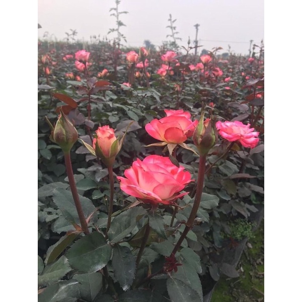 Cây hoa hồng sếu