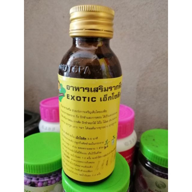 Kích rễ Exotic Thái