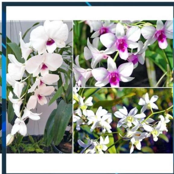[BÁN CHẠY] hoa lan denro thái lan yaya mini chậu size nhỏ hoa quanh năm, hàng đánh thẳng từ thái về