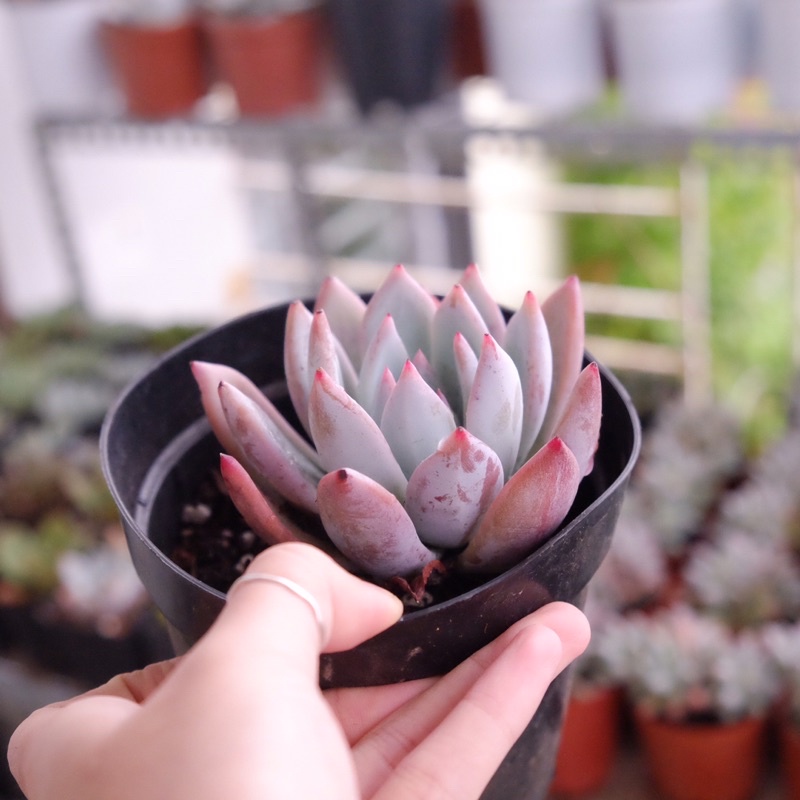 (Echeveria colorata var brandtii) Sen đá tuyết hồng nhọn