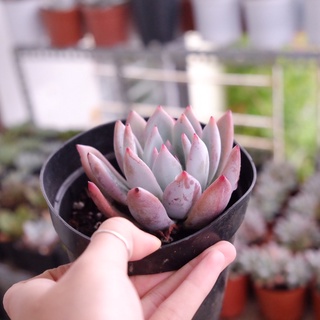 Sen đá tuyết hồng nhọn