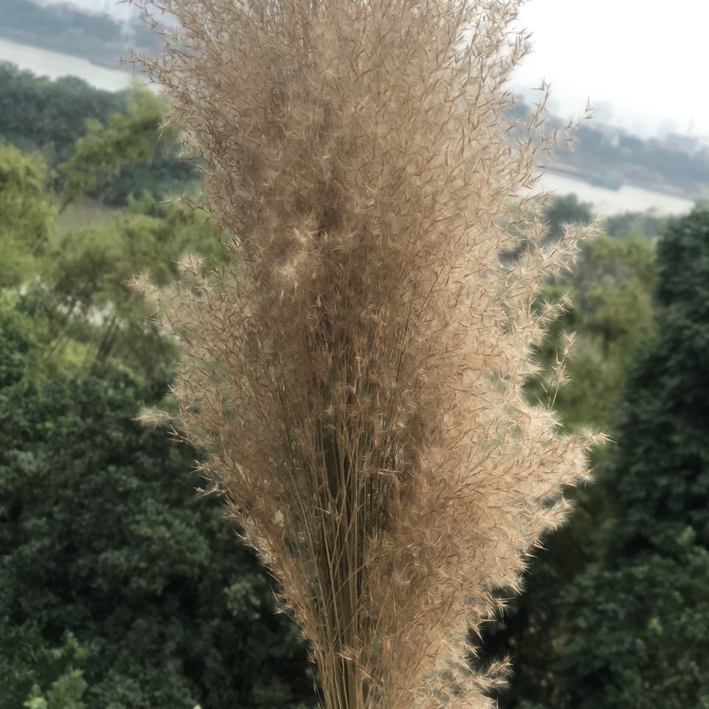 combo 5 bông lau sậy decor trang trí cực đẹp