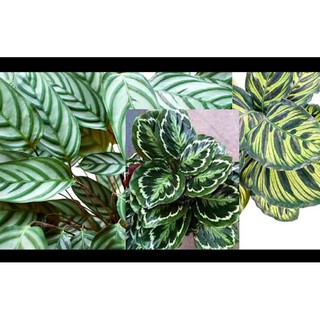 Cây đuôi công (nhiều loại) trồng làm cảnh lọc không khí