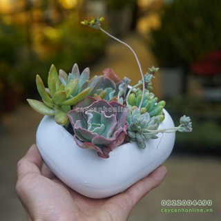 Chậu gốm sứ trồng sen đá xương rồng cây cảnh mini