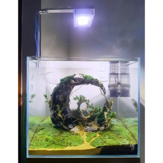 Tiểu cảnh bể cá