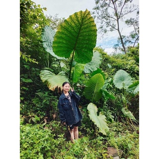 Cây ráy voi chơi kiểng lá