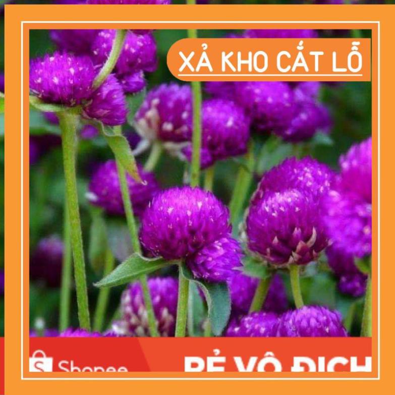 100 hạt hoa cúc bách nhật tím đậm