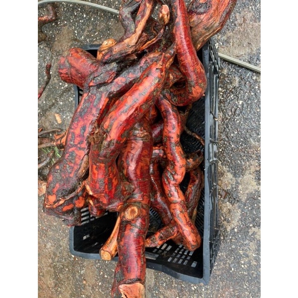 1Kg Rễ cây mú từn loại VÍP NHẤT