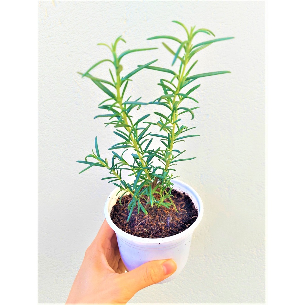 Cây hương thảo nhỏ
