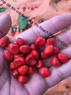 Combo 500g mắc khén + 50 hạt dổi nếp hoà bình 180