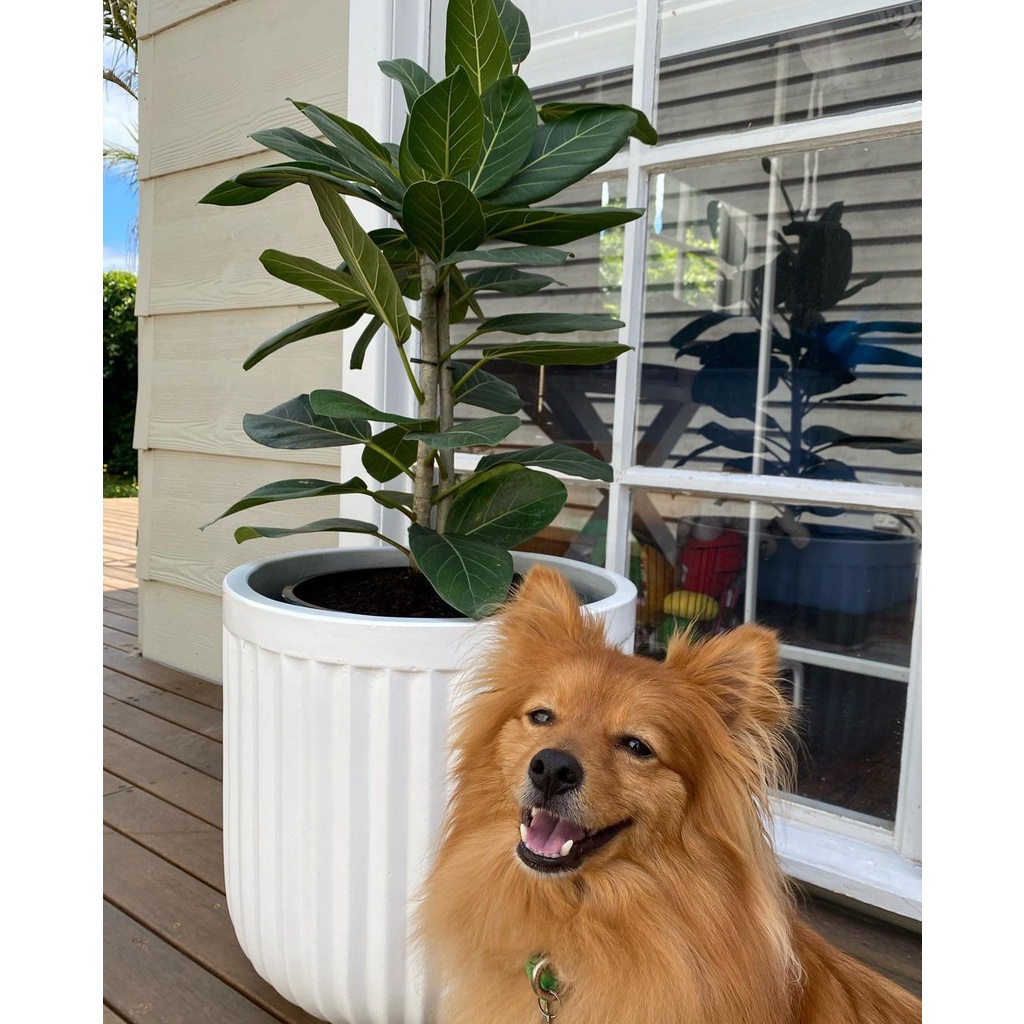 Chậu trồng cây xi măng DT034