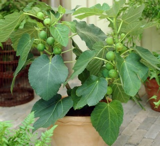 Cây giống sung Mỹ