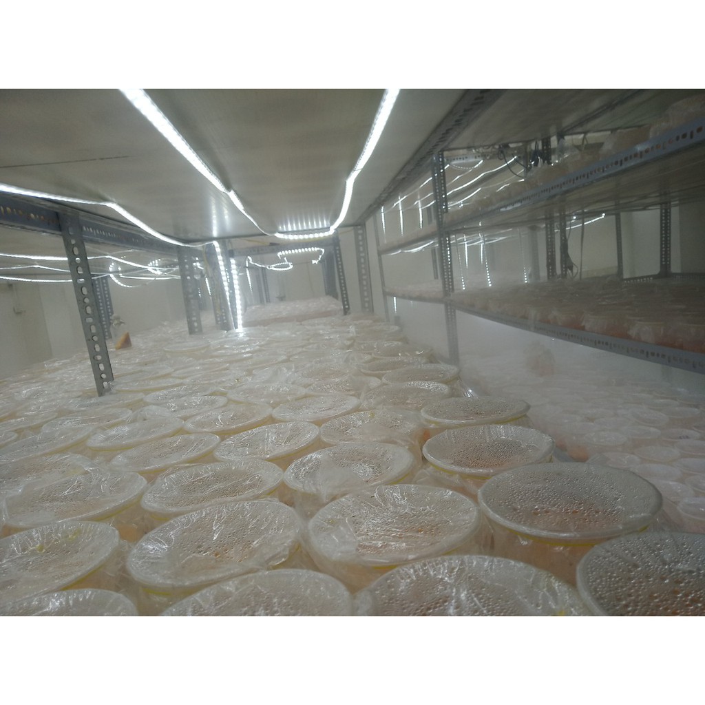 [NÓI KHÔNG VỚI HÀNG NHÁI TỪ TQ] Đông Trùng Hạ Thảo BDAGRI SẤY KHÔ THĂNG HOA LOẠI II (LỌ 20G) - Nuôi trồng tại Việt Nam | BigBuy360 - bigbuy360.vn