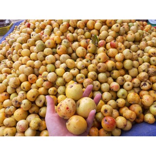 [chín vàng]1kg táo mèo tươi cây cổ thụ chuẩn rừng già Bắc Yên Sơn La