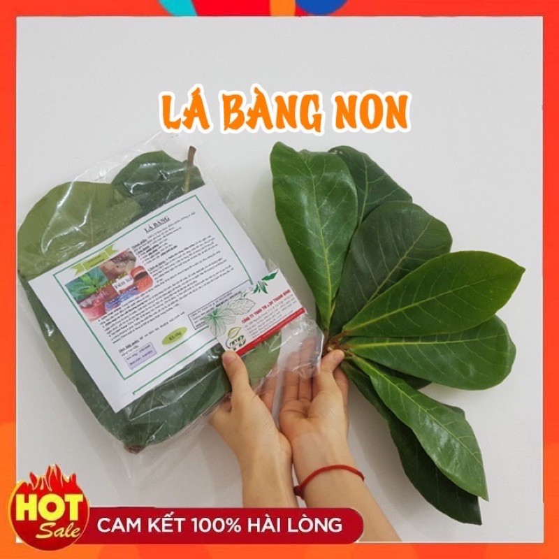 Lá bàng 1 kg nhà trồng sạch lá tươi