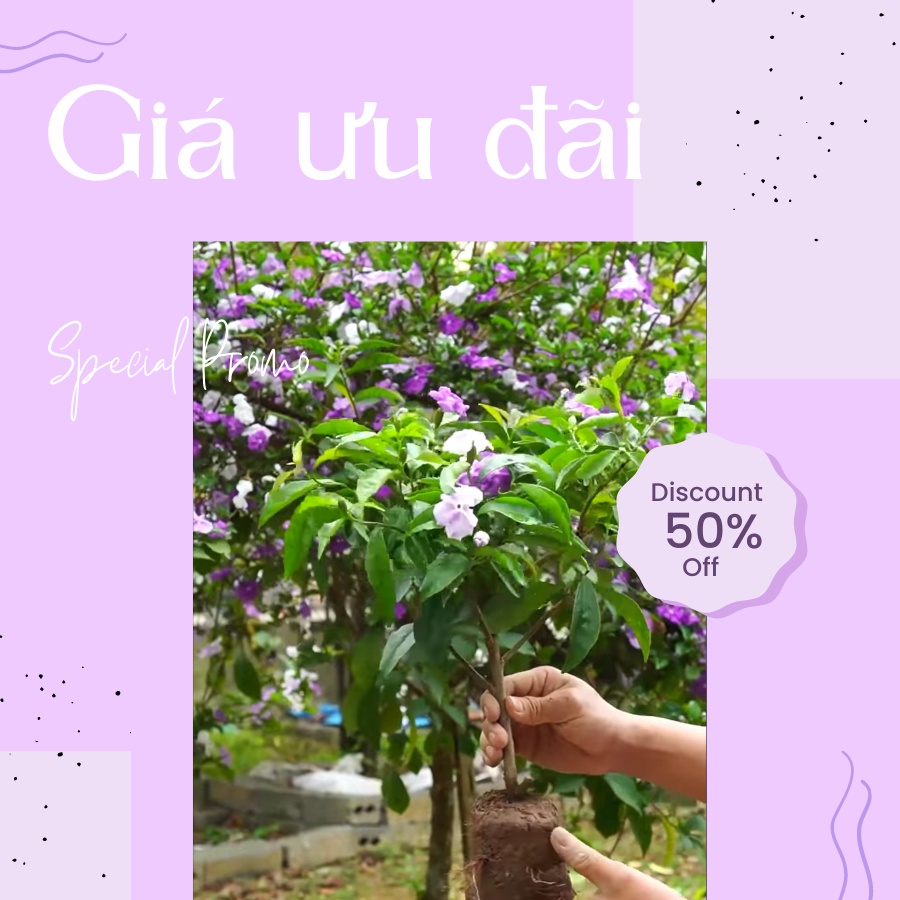 Cây hoa nhài nhật hai màu cao 60cm, hoa thơm, nở quanh năm, lỗi 1 đổi 1