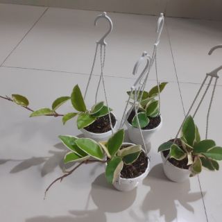 Cẩm cù lá cẩm thạch đủ size