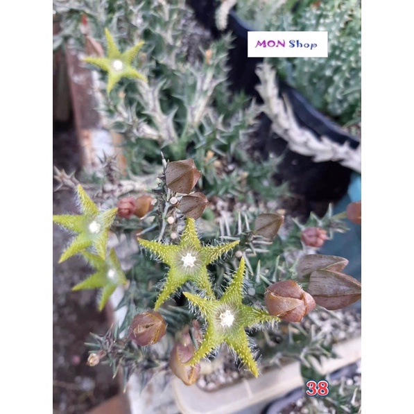Xương rồng sao biển hoa màu xanh lá tươi mát