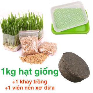 Combo 1kg hạt giống cỏ lúa mì hữu cơ organic 1 khay trồng 1 viên nén