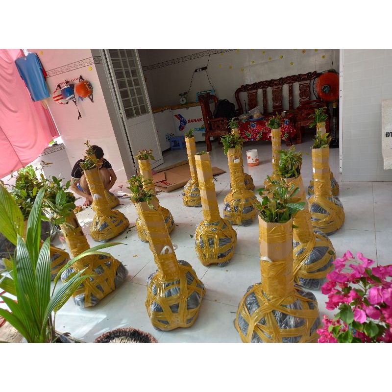 Combo 5 mai con quấn rễ 75 cm