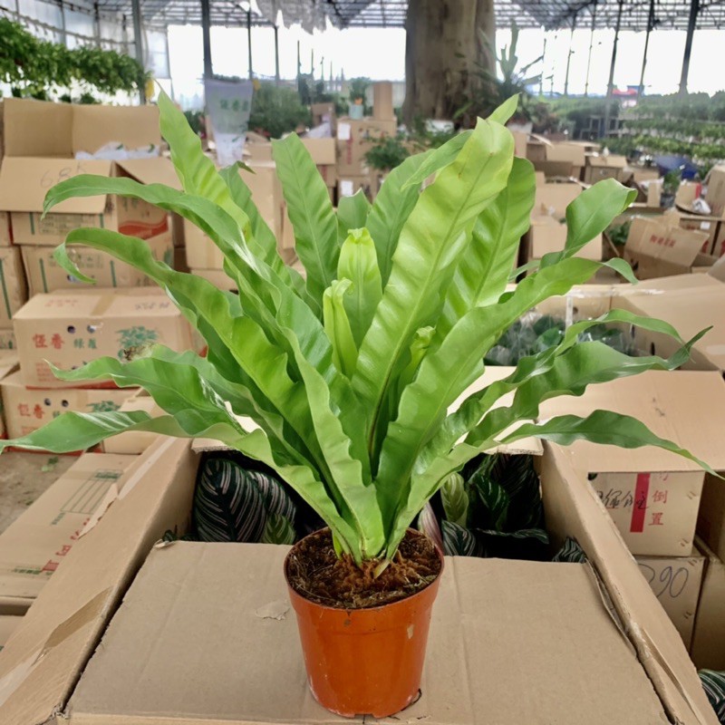 Cây tổ yến để bàn cao 30cm, bụi cây cực dày lá, rất dễ trồng và chăm sóc, cây phong thủy để bàn và trang trí nội thất