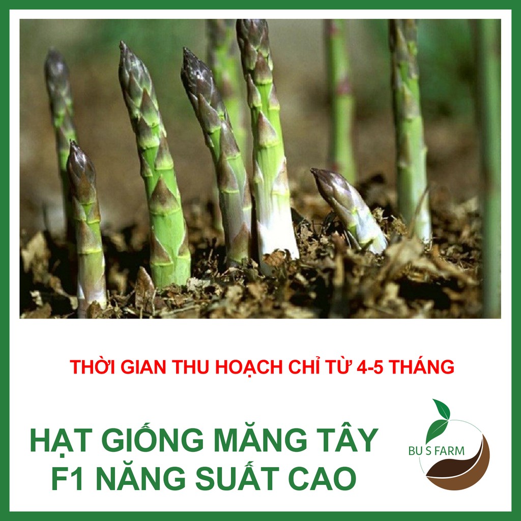 Hạt giống Măng tây HN F1 cao sản dễ trồng (0.1gr)