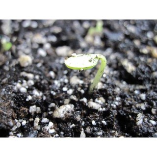 Hạt giống dưa leo nhật bản - 10 hạt