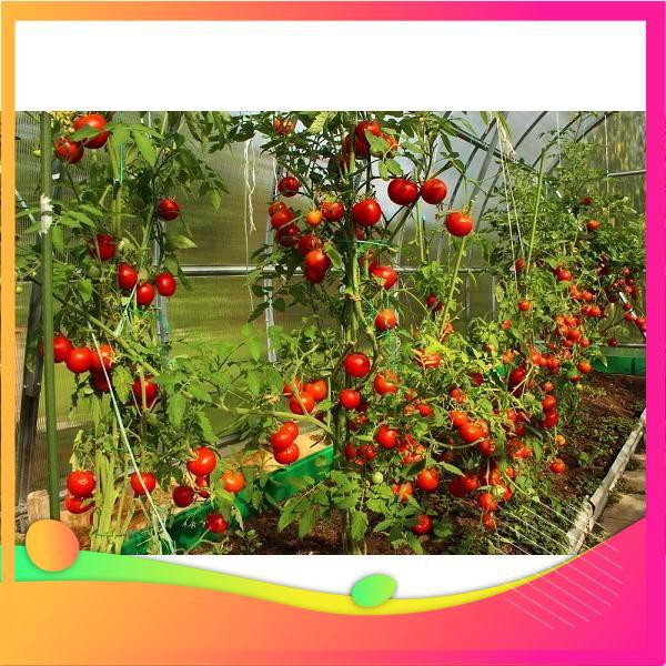 Hạt Giống Cà Chua Bi IDYII F1 - 30 Hạt VIETGAR
