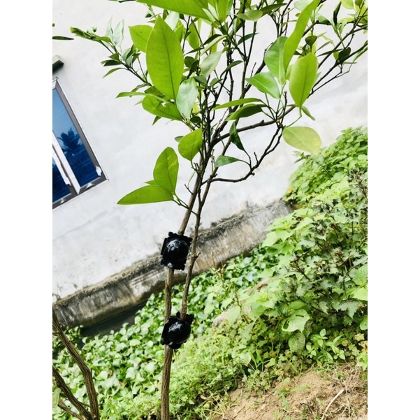 Bầu chiết cành cao cấp đủ kích thước, tăng khả năng ra rễ, chống úng cành chiết, tái sử dụng trên 5 năm