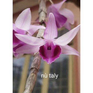 Phi điệp gieo hạt Nù Taly cây giống cao 7-12cm