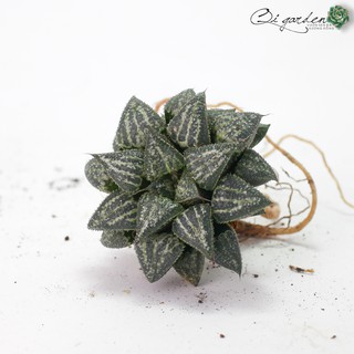 Sen đá kim cương Haworthia 'Yuki'