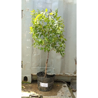 Táo tàu hồ lô