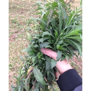 Cây ngải dại 500gr