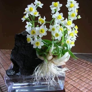 HOA THỦY TIÊN