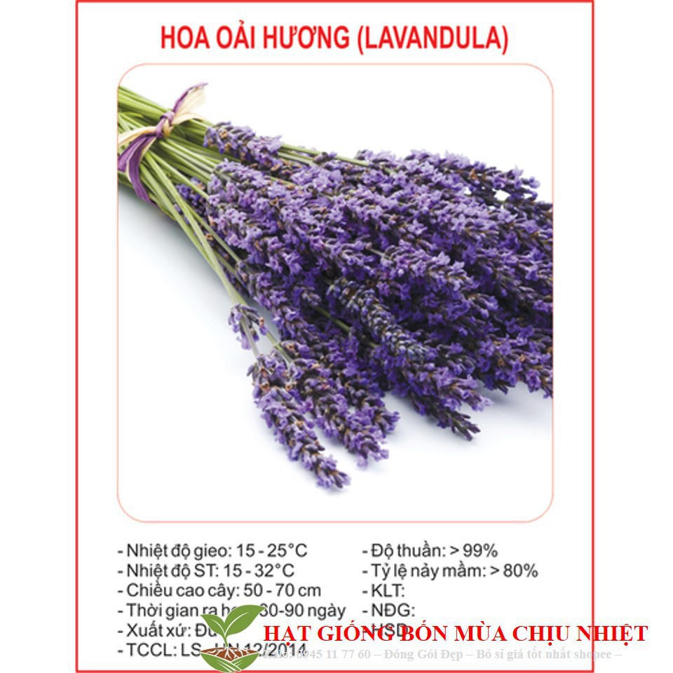 Hạt Giống Hoa Oải Hương 4 mùa/Lavender (30 hạt) ĐẾN MÙA TRỒNG TẾT luckyseed hạt siêu rẻ LK