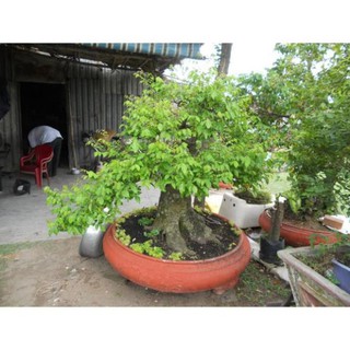 CÂY GIỐNG KHẾ NGỌT