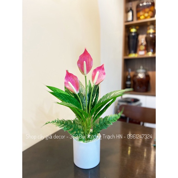 Cây lan ý giả - 50cm